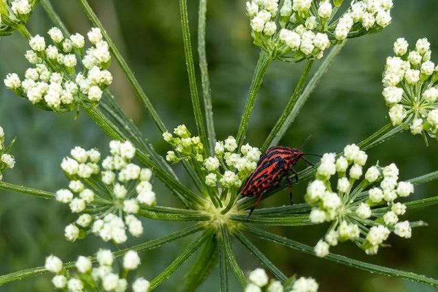 Cnidium silaifolium bloem