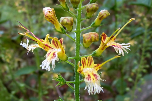 Collinsonia canadensis bloem