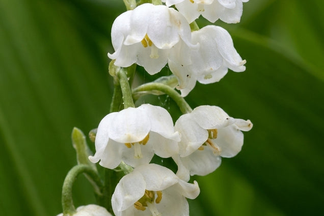 Convallaria majalis 'Bordeaux' bloem