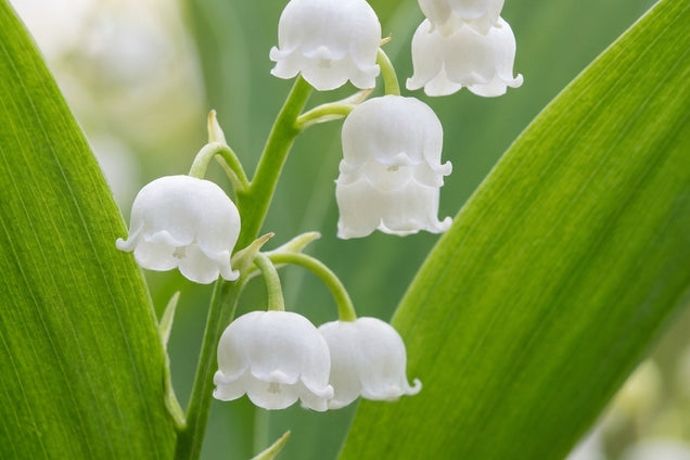 Convallaria majalis 'Doreen' bloem