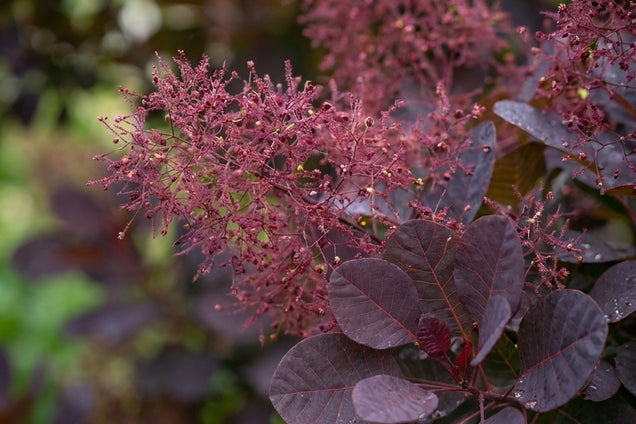 Cotinus coggygria 'Lilla' bloem