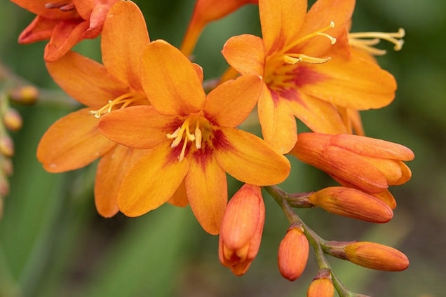 Crocosmia 'Firestars Hot Spot' bloem