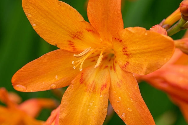 Crocosmia 'Star of the East' bloem