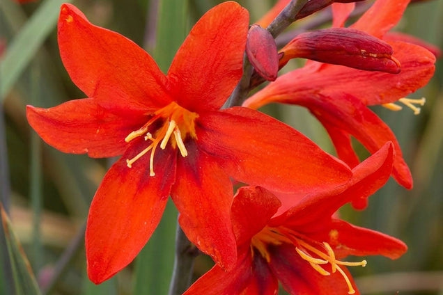 Crocosmia 'Twilight Fairy Crimson' bloem