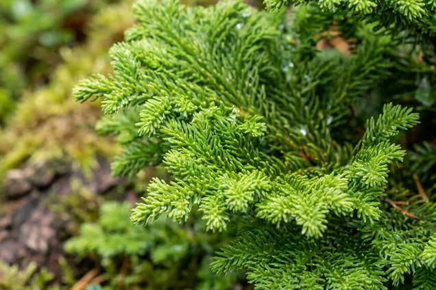 Cryptomeria japonica 'FM5' naalden