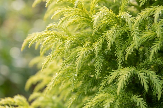Cryptomeria japonica 'Sekkan' naald