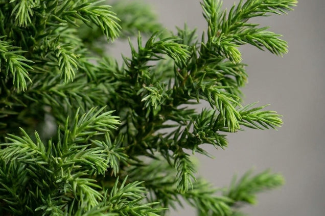 Cryptomeria japonica 'Vilmoriniana' naalden
