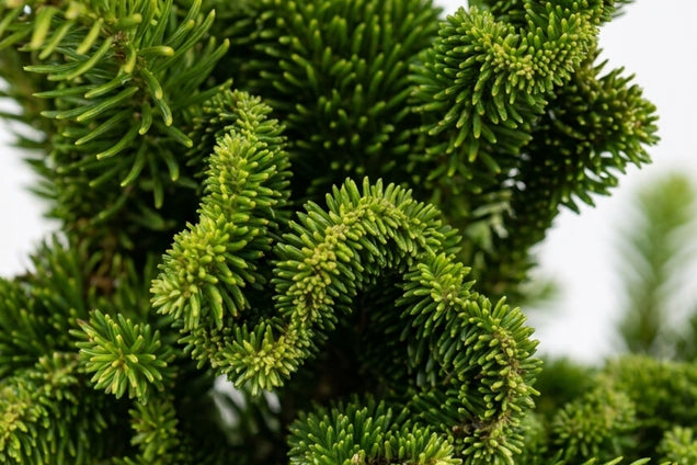 Cryptomeria japonica 'Yokohama' naalden
