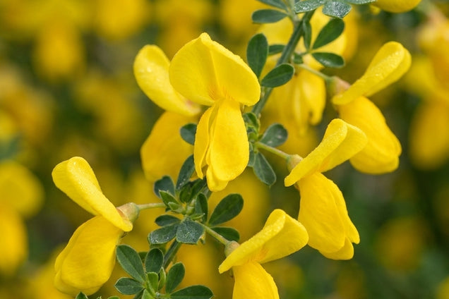 Cytisus scoparius bloem