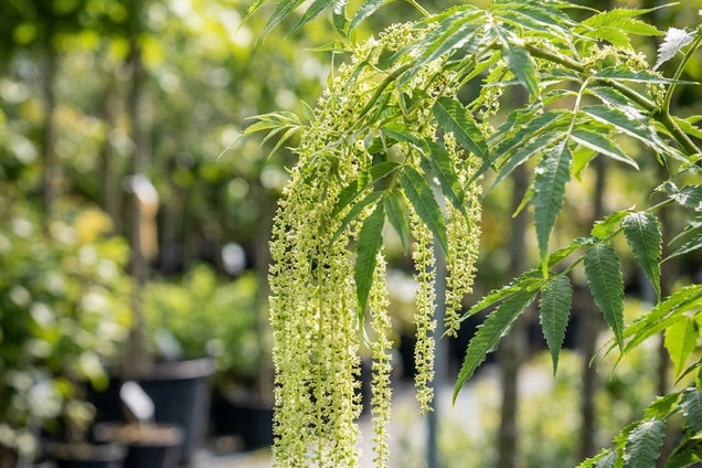 Datisca cannabina blad