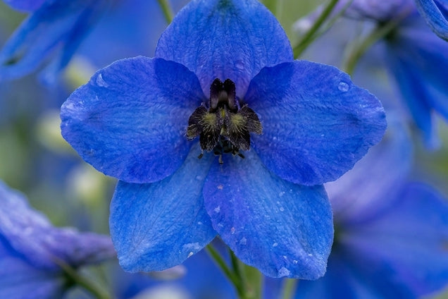 Delphinium 'Delphis Hollands Glorie' bloem