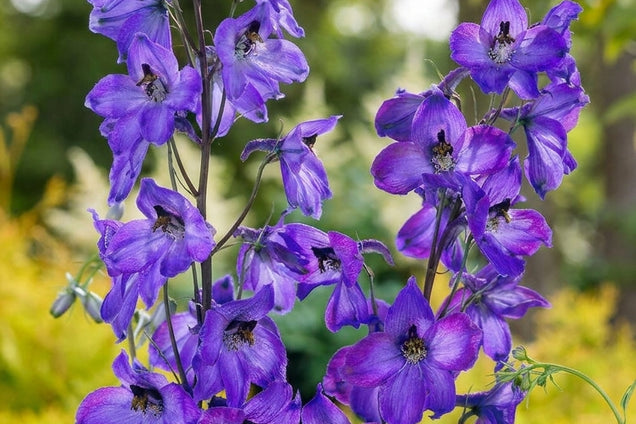 Delphinium 'Finsteraarhorn' bloemen
