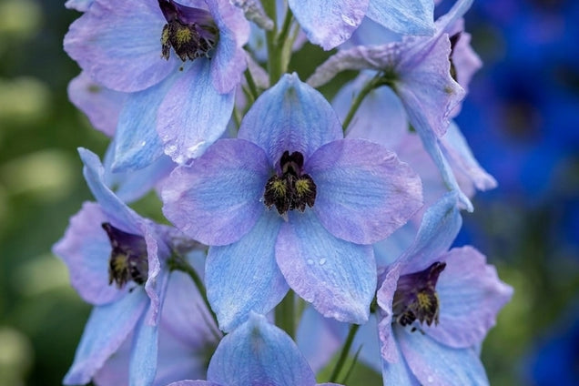 Delphinium 'Morgentau' bloemen