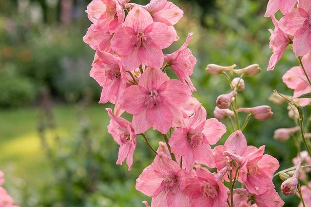 Delphinium ruysii 'Pink Sensation' bloemen
