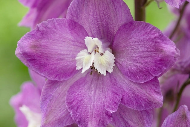 Delphinium 'Strawberry Fair' bloem