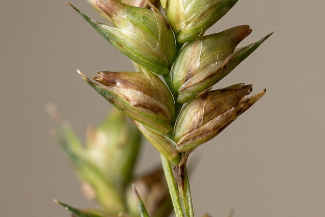 Diarrhena obovata bloem