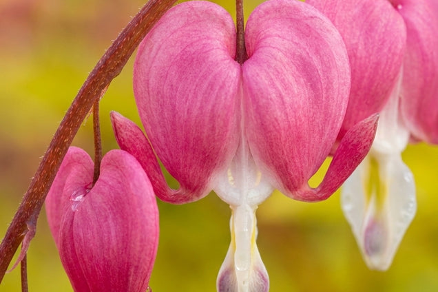 Dicentra spectabilis 'TV Yellow Leaf' bloem