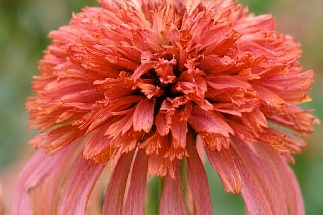 Echinacea 'Guava Ice' bloem