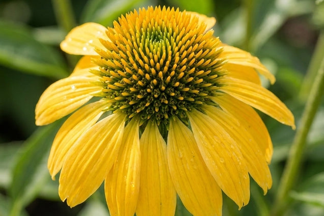 Echinacea 'Leilani' bloem