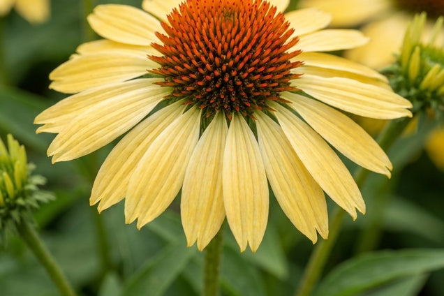 Echinacea purpurea 'Aloha' bloem