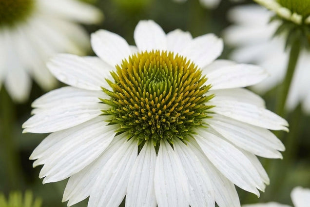 Echinacea purpurea 'Avalanche' bloem