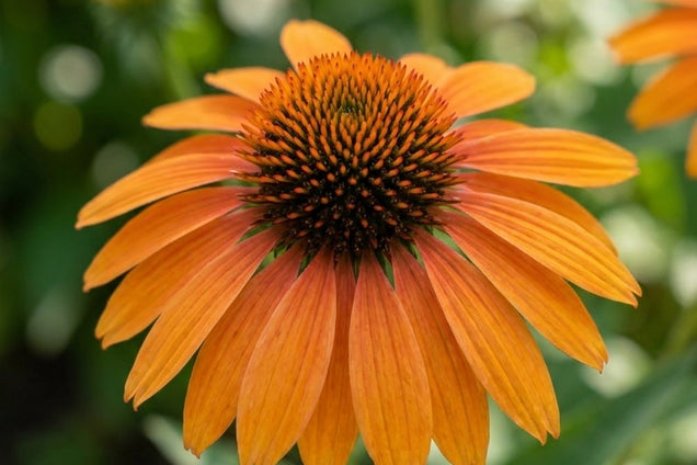 Echinacea purpurea 'Big Kahuna' bloem