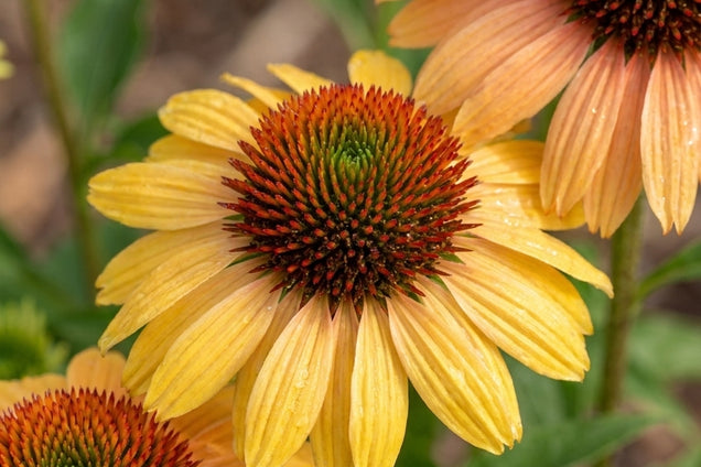 Echinacea 'Rainb299' bloem