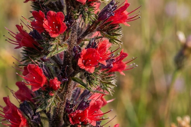 Echium amoenum bloem
