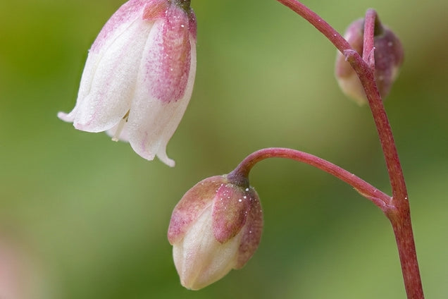 Epimedium diphyllum kitamuranum bloem