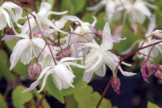 Epimedium dolichostemon bloem
