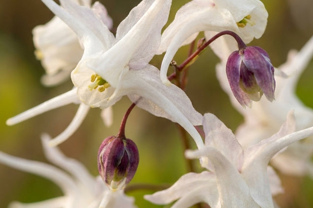Epimedium grandiflorum bloem