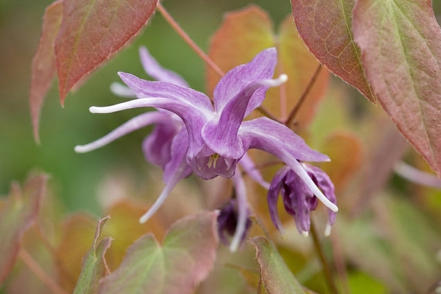 Epimedium grandiflorum 'Lilafee' bloem