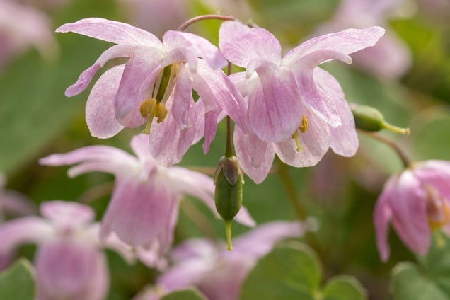 Epimedium grandiflorum 'Sasaki' bloemen