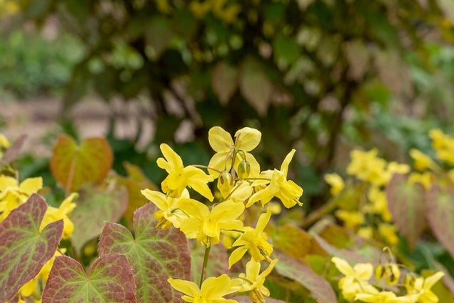Epimedium perralderianum 'Weihenstephan' bloem