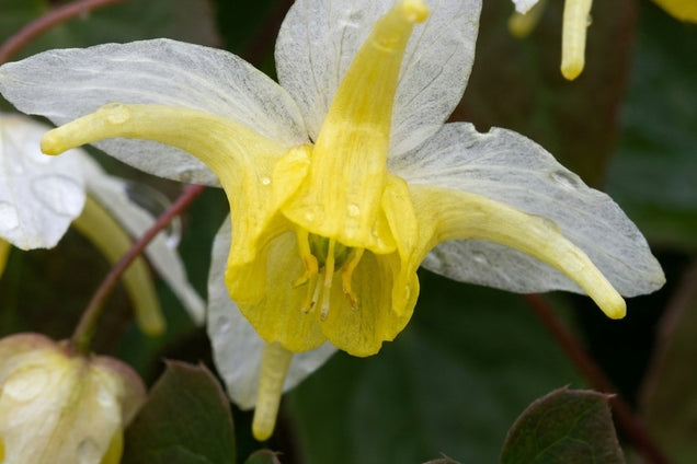 Epimedium 'Totnes Turbo' bloem