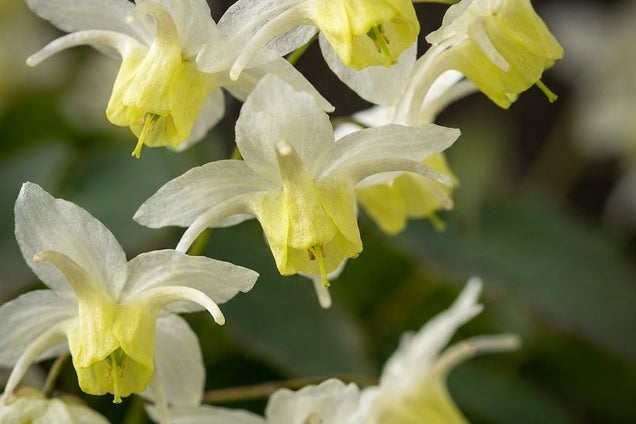 Epimedium versicolor 'Neosulphureum' bloemen