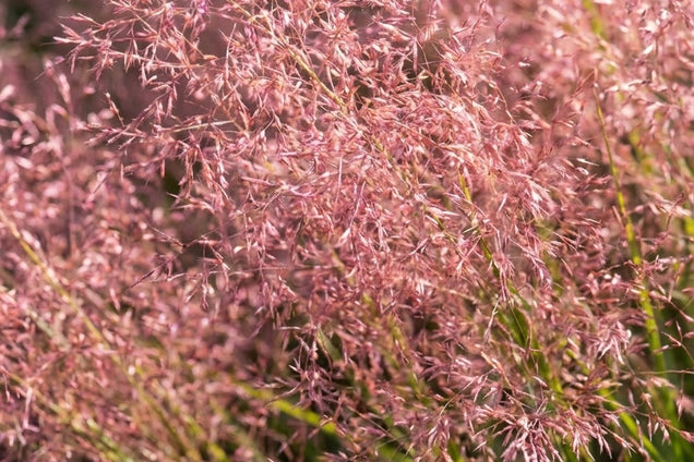 Eragrostis curvula 'Totnes Burgundy' pluimen