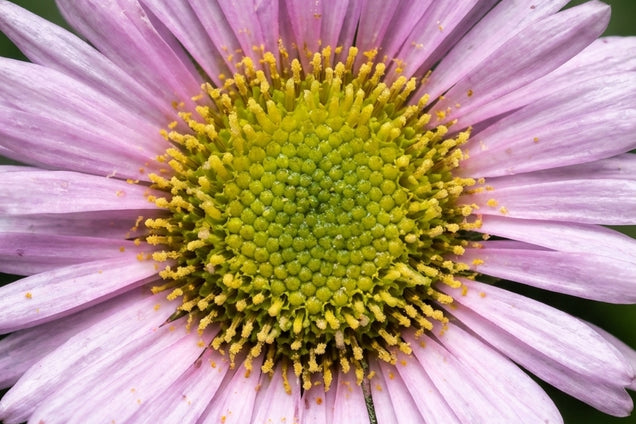 Erigeron glaucus bloem