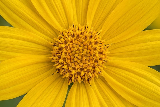 Eriophyllum lanatum bloem