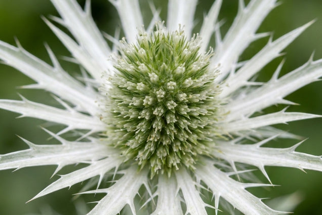 Eryngium bourgatii bloem