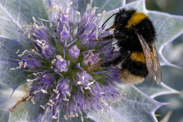 Eryngium maritimum bloem