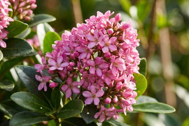 Escallonia laevis 'Lades' bloem