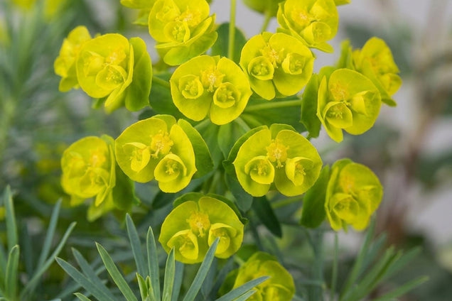 Euphorbia schillingii blad