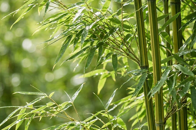 Fargesia angustissima blad