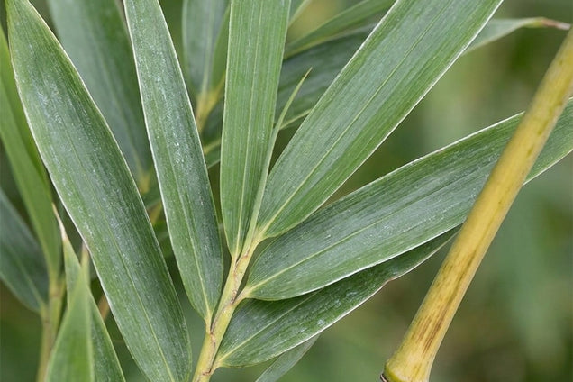 Fargesia robusta 'Campbell' bladeren