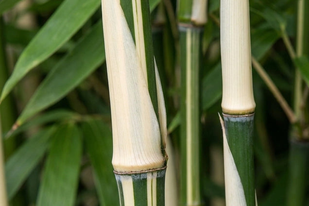 Fargesia robusta 'Pingwu' blad