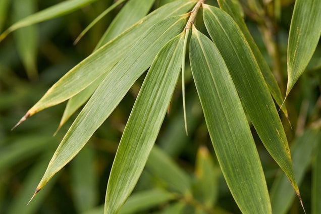 Fargesia robusta 'Wolong' blad