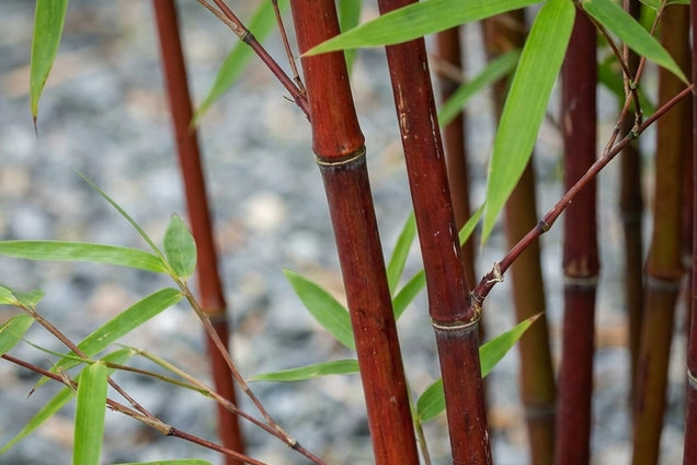 Fargesia scabrida 'Asian Wonder' bladeren