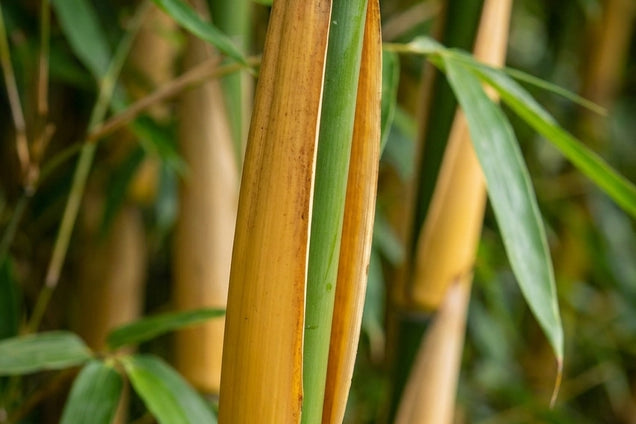 Fargesia 'Viking' bamboe