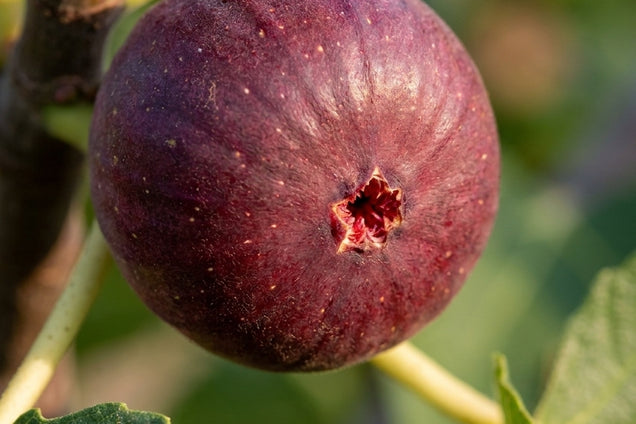 Ficus carica 'LMF01' vrucht